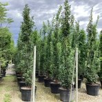 Dub letný (Quercus robur fastigiata) ´REGAL PRINCE´ - výška 250-300 cm, kont. C45L